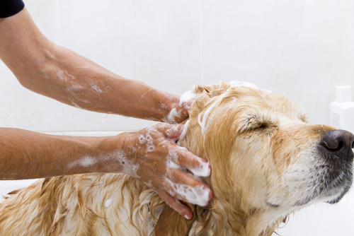 Baden von Hunden