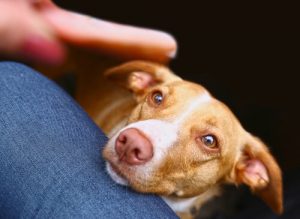 Hunden das Betteln abgewöhnen