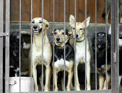 Südkoreaner sollen kein Hundefleisch mehr essen!