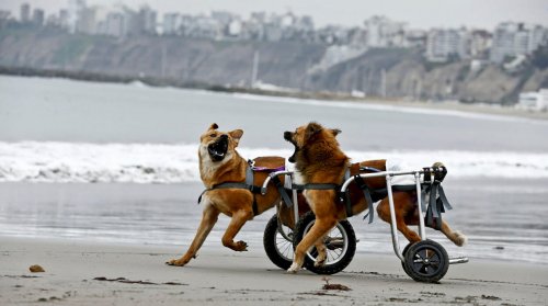 Peru eröffnet Tierheim für behinderte Hunde