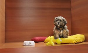 Keine Hunde im Schaufenster