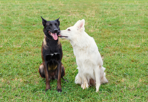 Hunde lecken sich auch untereinander ab