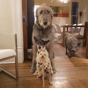 Adoption von Hunden