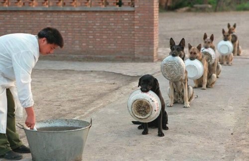 16 Hunde warten auf Futter