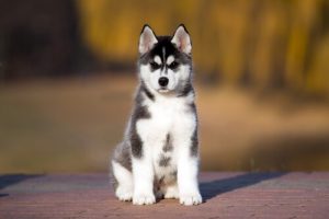 Apfelessig in der Pflege von Haustieren