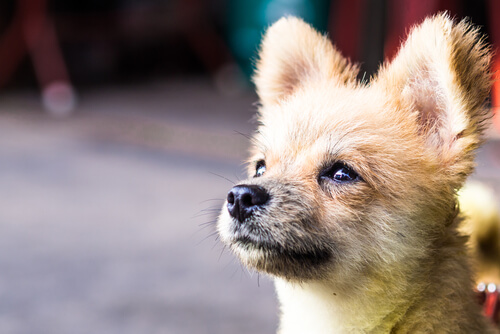 Kastration von Hunden