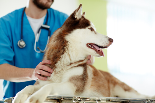 Die Kastration von Hunden: Vor- und Nachteile