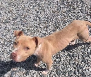 Kooki ist wieder gesund