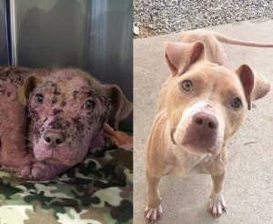 Kooki vor und nach der Behandlung