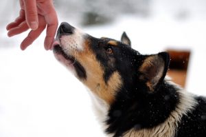 Was bedeutet das Lecken bei Hunden?