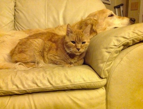 Hund und Katze haben einen neuen Freund