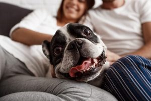 Wenn Hunde wie Menschen behandelt werden