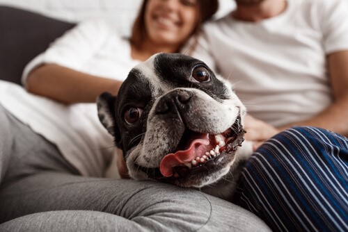 Wenn Hunde wie Menschen behandelt werden Wenn Hunde wie Menschen behandelt werden