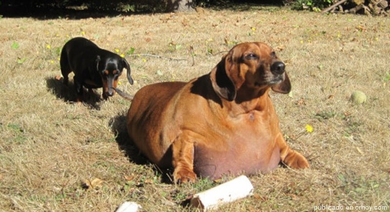 Hund mit Übergewicht