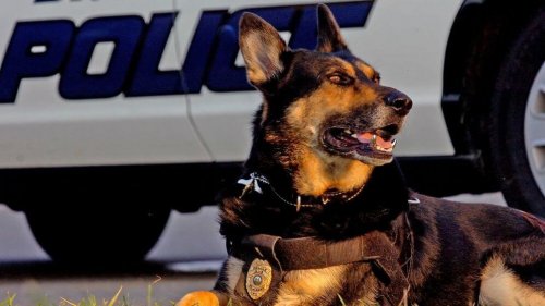 Polizeihunde im Ruhestand adoptieren