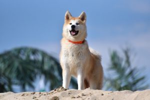Welche Vorteile hat Olivenöl für Hunde?