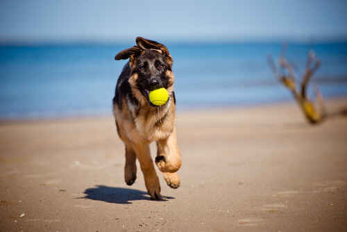 Olivenöl für Hunde