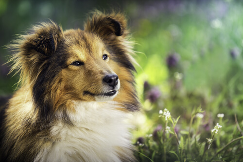 Olivenöl für entspannte Hunde