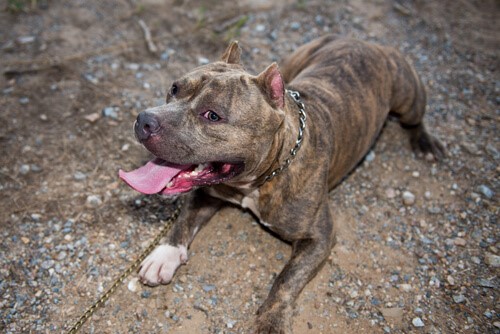 neues Zuhause für Hund