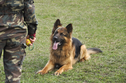 Polizeihunde werden lange trainiert