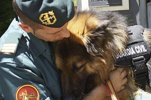 Mexiko: Polizeihunde im Ruhestand können adoptiert werden