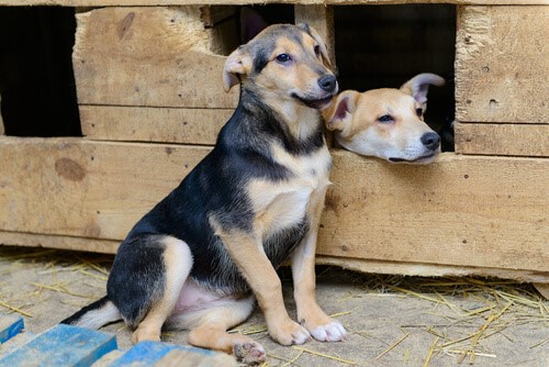 Chile: Projekt für streunende Hunde Chile: Projekt für streunende Hunde