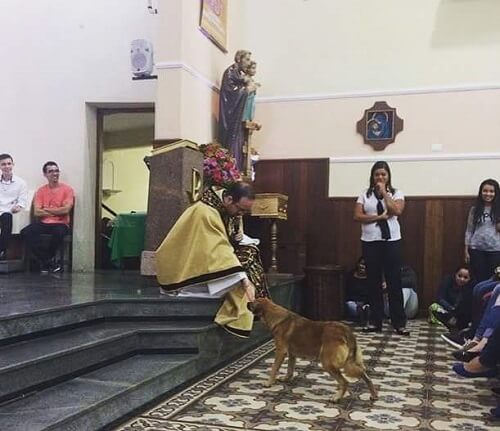 Streunender Hund betritt Kirche und erhält den Segen des Priesters Streunender Hund betritt Kirche und erhält den Segen des Priesters