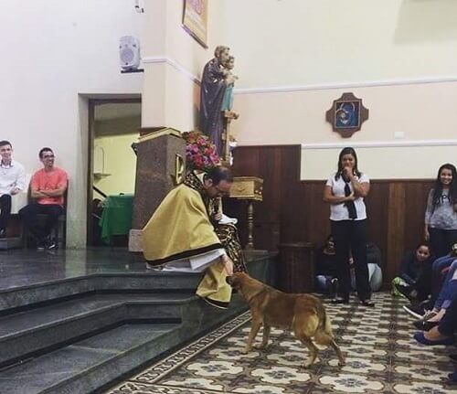 Streunender Hund betritt Kirche und erhält den Segen des Priesters