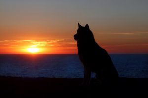 Kann die Trauer um ein Haustier mit der Trauer um einen Menschen verglichen werden?
