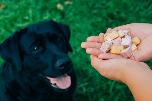 Apfelessig gut für Hund