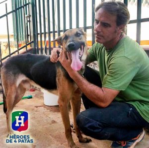 pensionierte Polizeihunde adoptieren