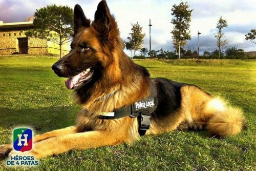 Polizeihunde
