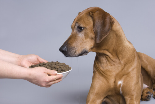 verschiedene Futterarten für Hunde nicht vermischen