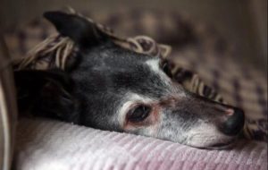 Der Abschied von Walnut