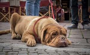 Das Zeitgefühl von Hunden