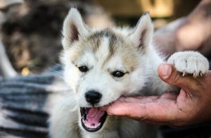 21 erstaunliche Dinge über Hunde (Teil 1)