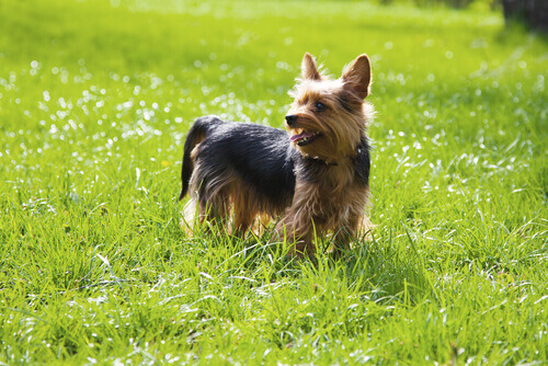 Yorkshire-Terrier auf der Wiese