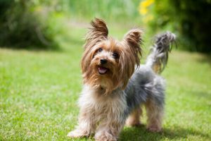 Yorkshire-Terrier: klein mit großem Charakter