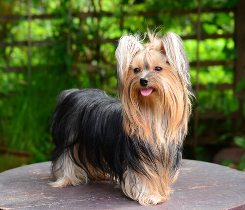 Yorkshire-Terrier