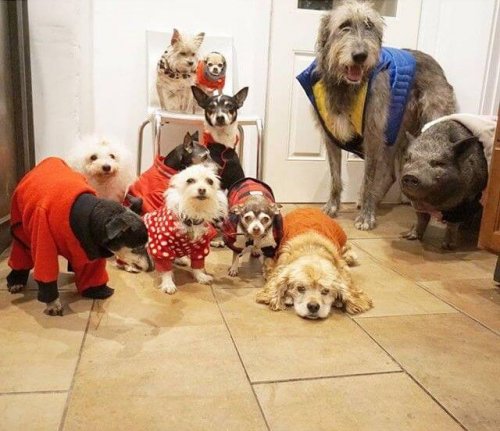 Adoption 10 alter Hunde und eines Schweins