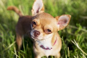 Chihuahuas sind aggressiver als Pitbulls