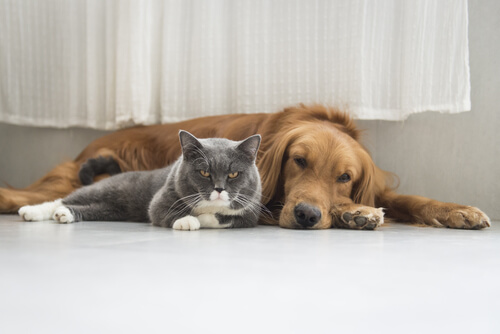 Hund und Katze können dich jünger halten