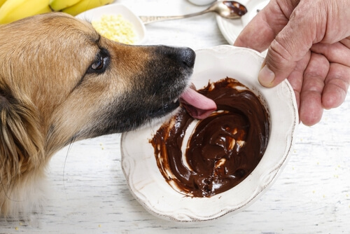 Schokolade ist Gift für Hunde