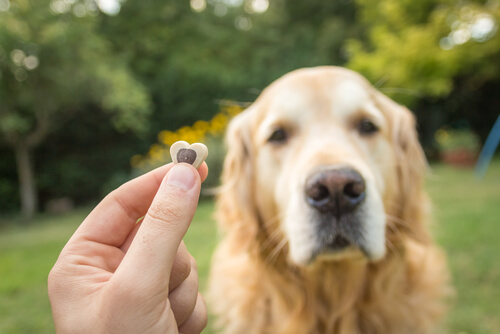Hund mit Liebe erziehen nicht mit Gewalt
