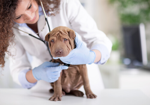 Tierärztin untersucht weil Hund krank ist