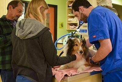 Ein Hund rettet sich vor der Euthanasie