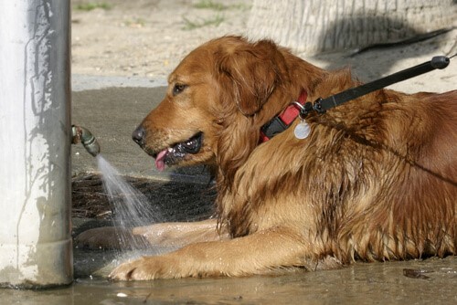Wie kannst du deinen Hund vor einem Hitzschlag schützen?