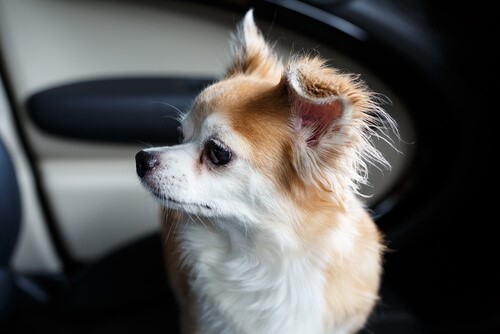 Mann schlägt Autoscheibe ein, um Hundeleben zu retten
