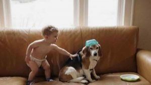 Kind schreibt Brief an seinen verstorbenen Hund und...