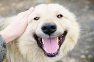 10 Gründe, warum ich verrückt nach meinem Hund bin